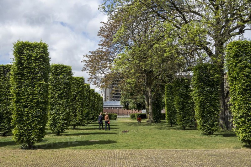 Hornbeam pillars evoke the lost church of the Sint-Baafsabdij