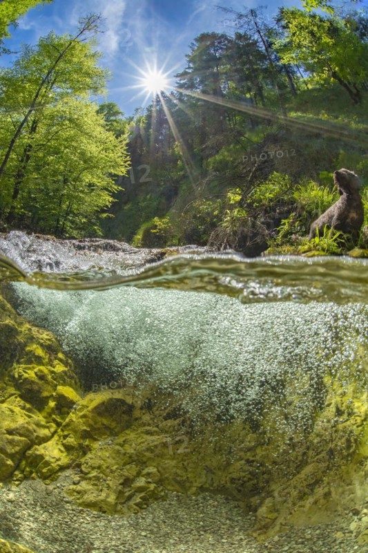 Underwater photo of a mountain stream in the Limestone Alps National Park with domestic dog Lagotto Romagnolo