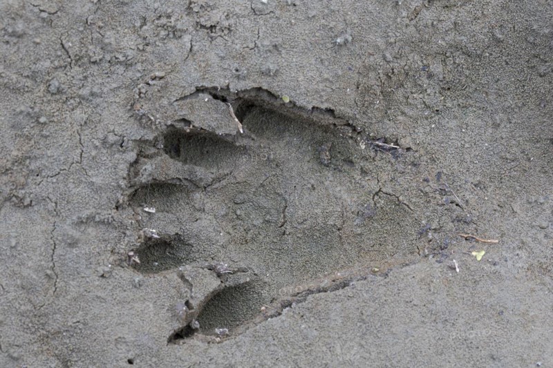 North American raccoon