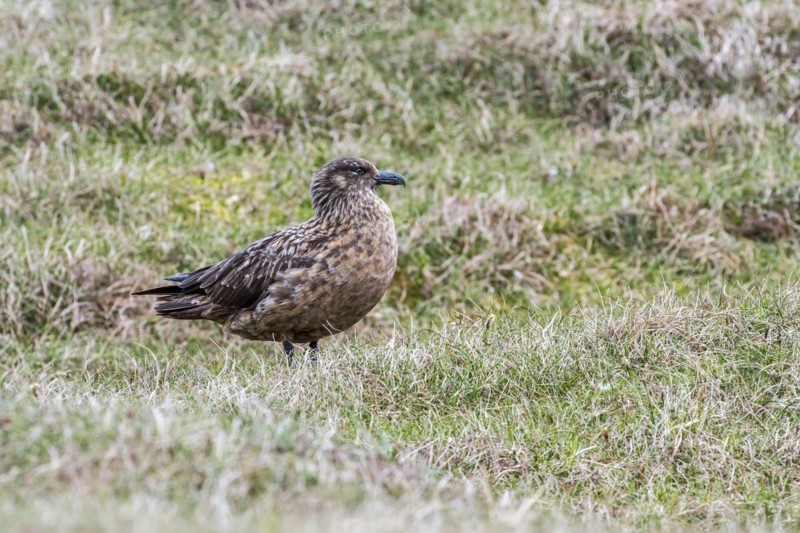 Great skua