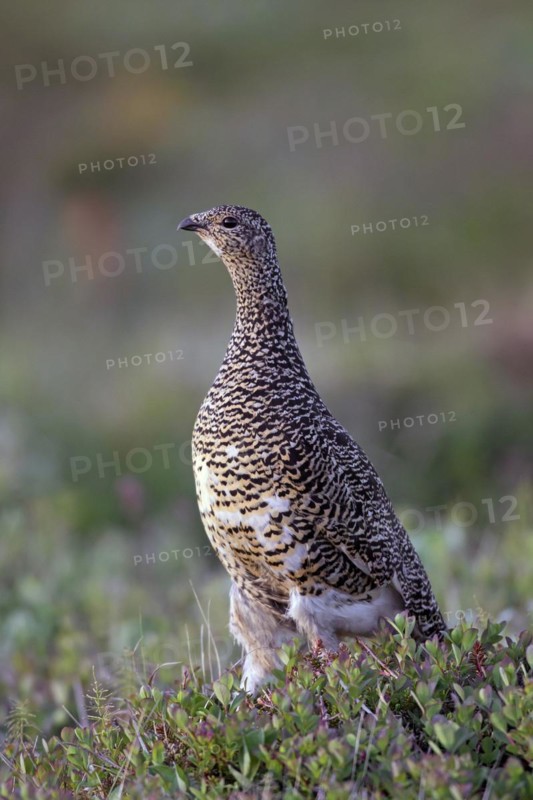 Icelandic rock ptarmigan