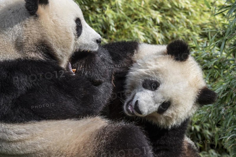 Giant panda