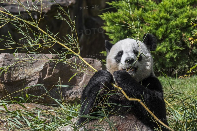 Close up of giant panda