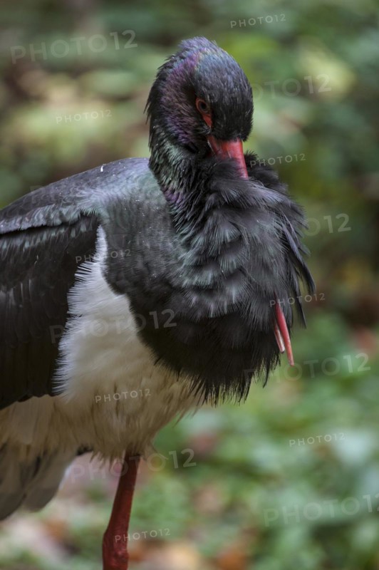 Black stork