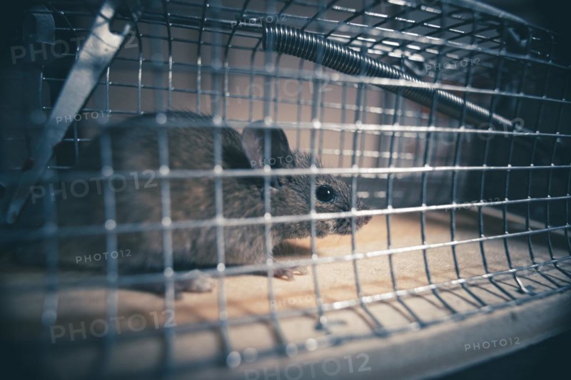 A mouse sits in a live trap for mice in Berlin. 18.04.2023.