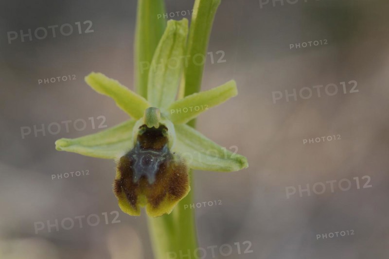Small spiderwort
