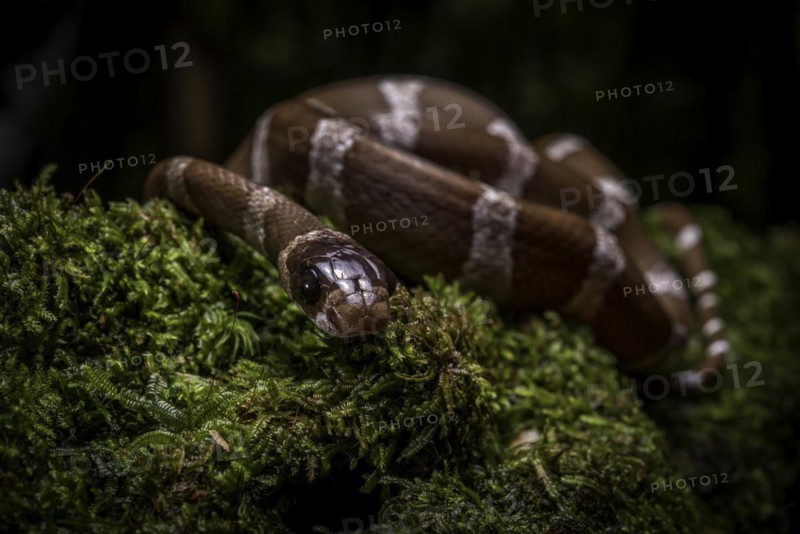 A snake of the genus