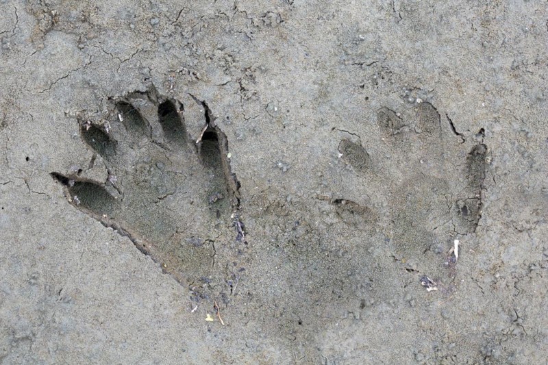North American raccoon