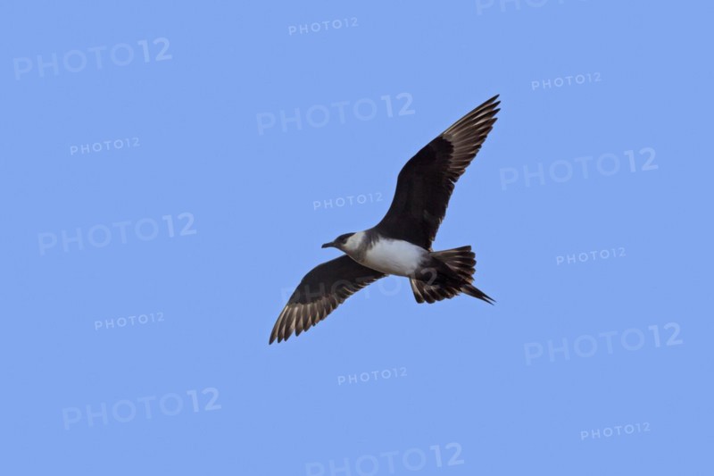 Arctic skua