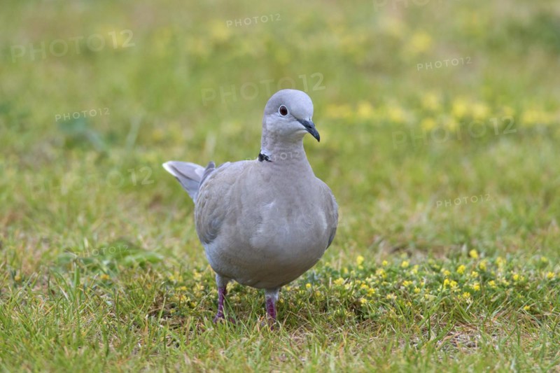 Eurasian collared dove