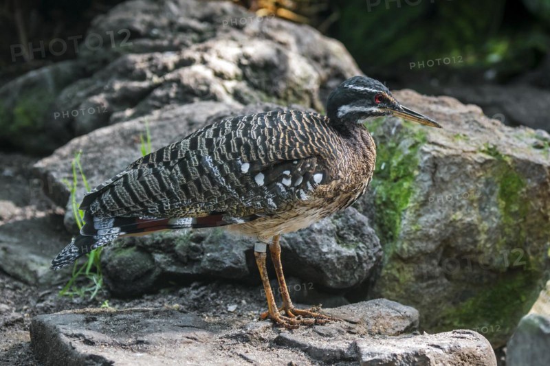 Sunbittern