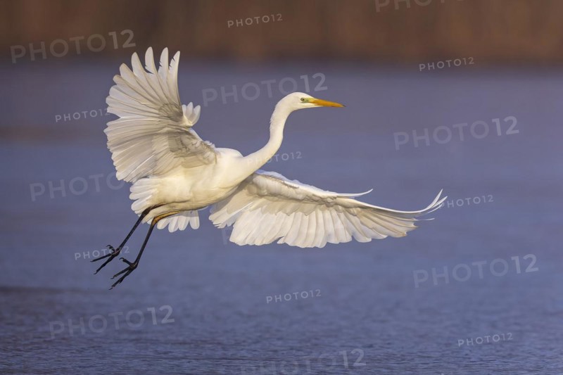 Great egret