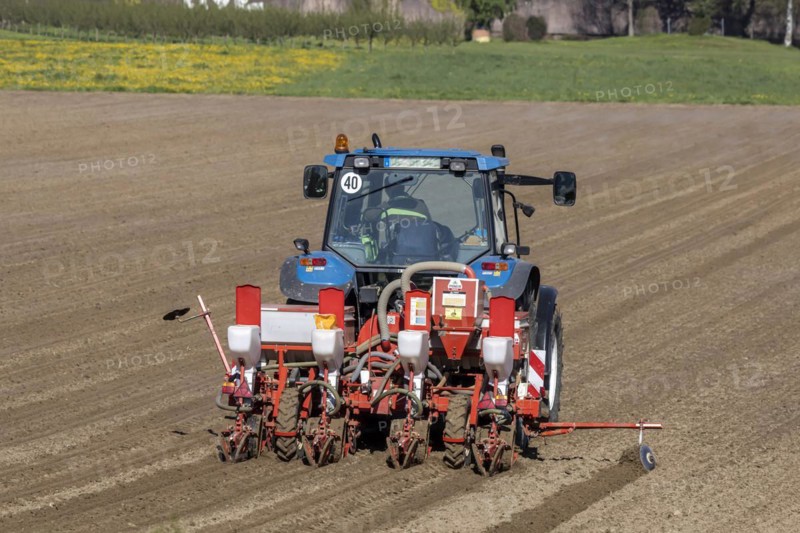 Sowing maize