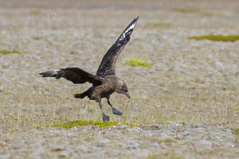 Great skua