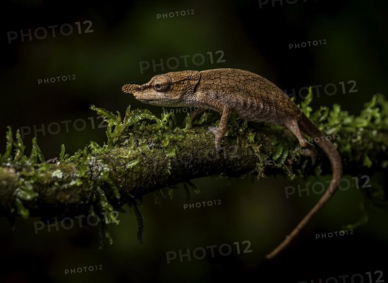 A female bicoloured chameleon