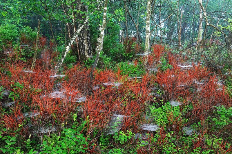 Common dogwood