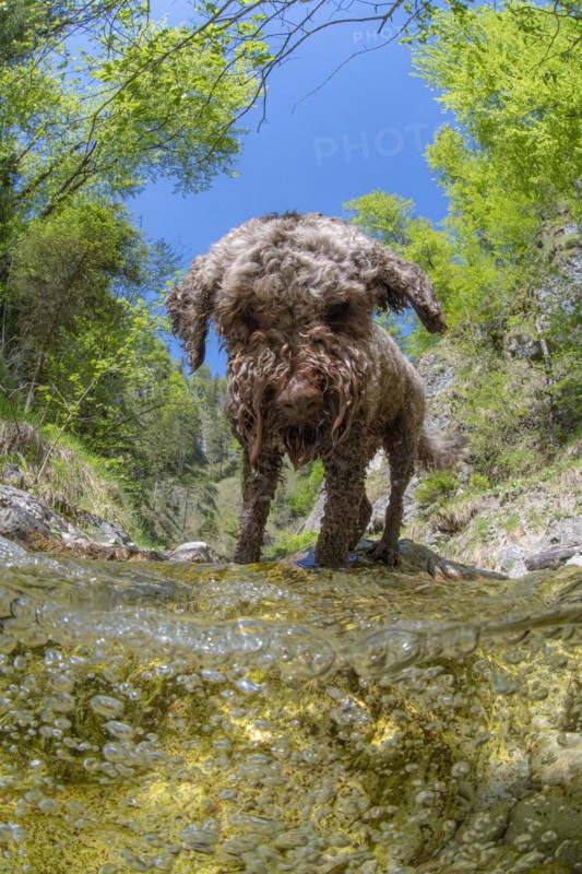 Domestic dog Lagotto Romagnolo playing in the mountain stream of the Kalkalpen National Park