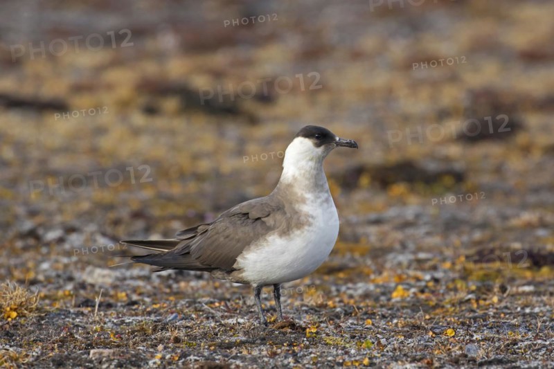 Arctic skua