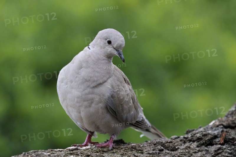 Eurasian collared dove
