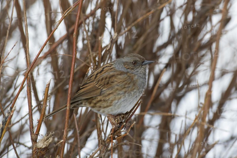 Dunnock