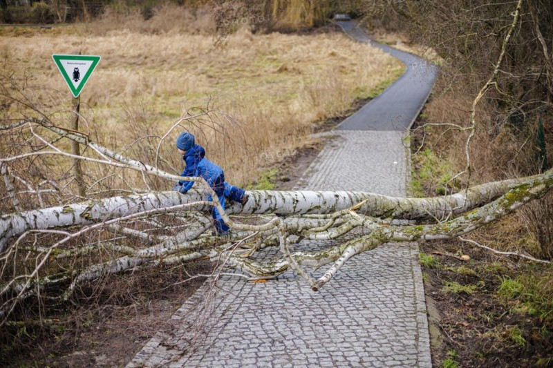 A boy climbs over a fallen tree lying across a path. Berlin