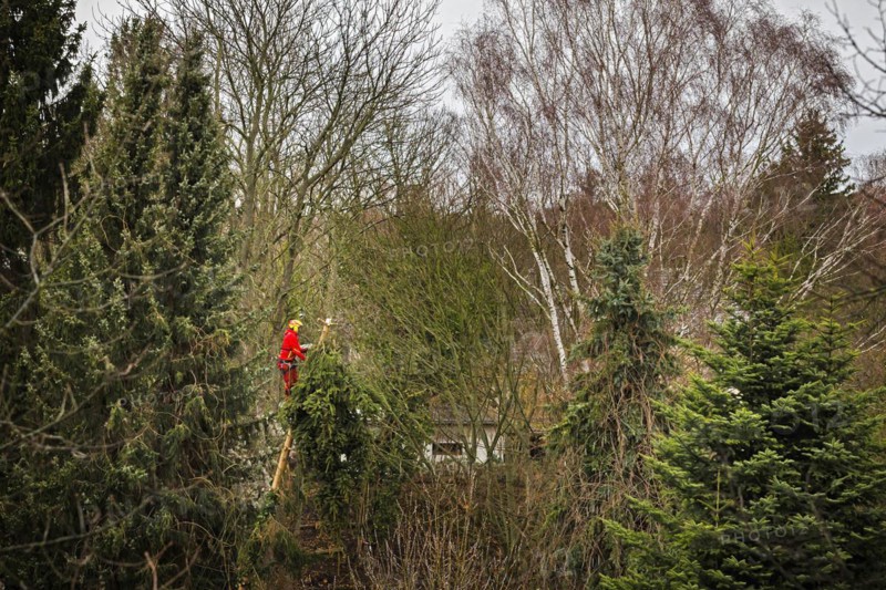 A tree climber cuts down a warped tree with a chainsaw in the Reinickendorf district of Berlin. The hurricane ' Ylenia ' is currently also causing obstructions in Berlin due to fallen trees. Berlin