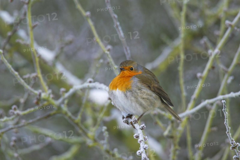 European robin
