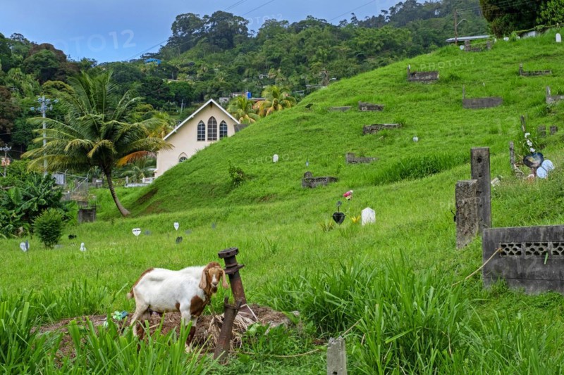 Goat grazing among graves in cemetery at the village Charlotteville