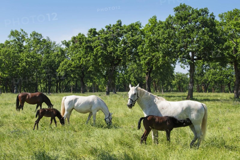Lipizzaner horses