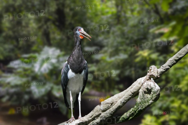 Abdim's stork