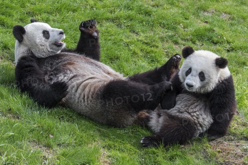 Giant panda