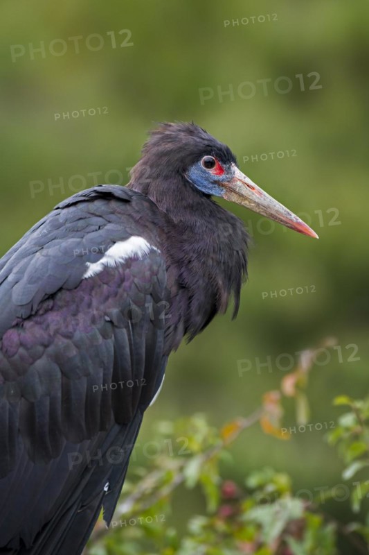 Abdim's stork