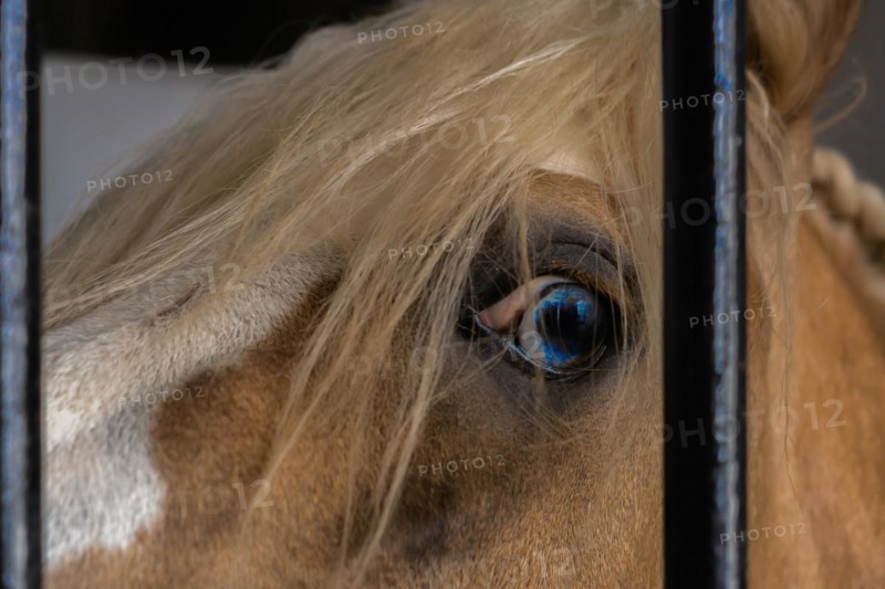 Blue eye of horse close-up behind the bars of his stall looking at the camera