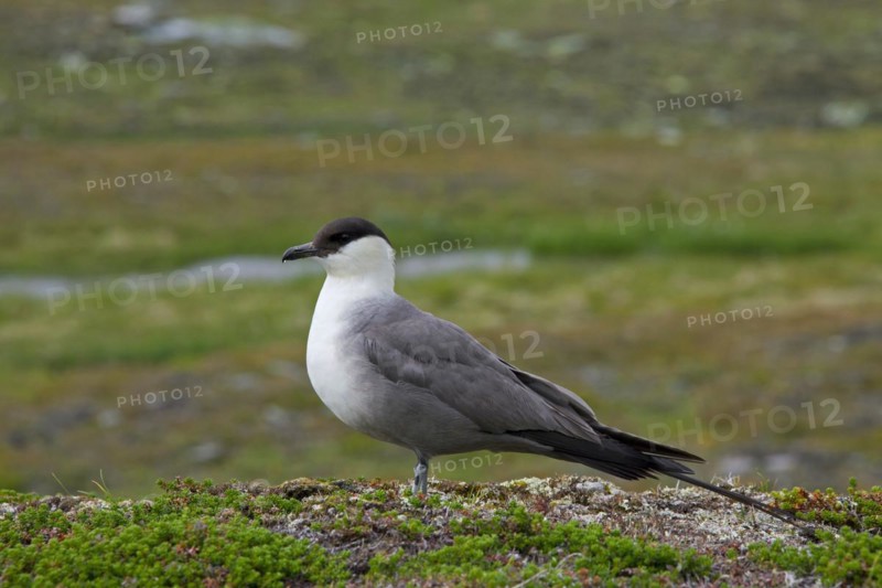 Long-tailed Jaeger