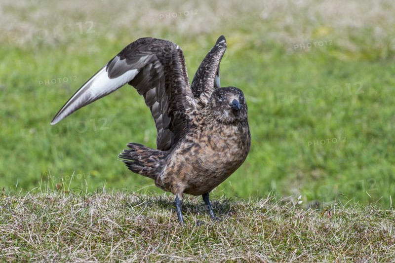 Great skua