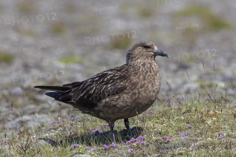 Great skua