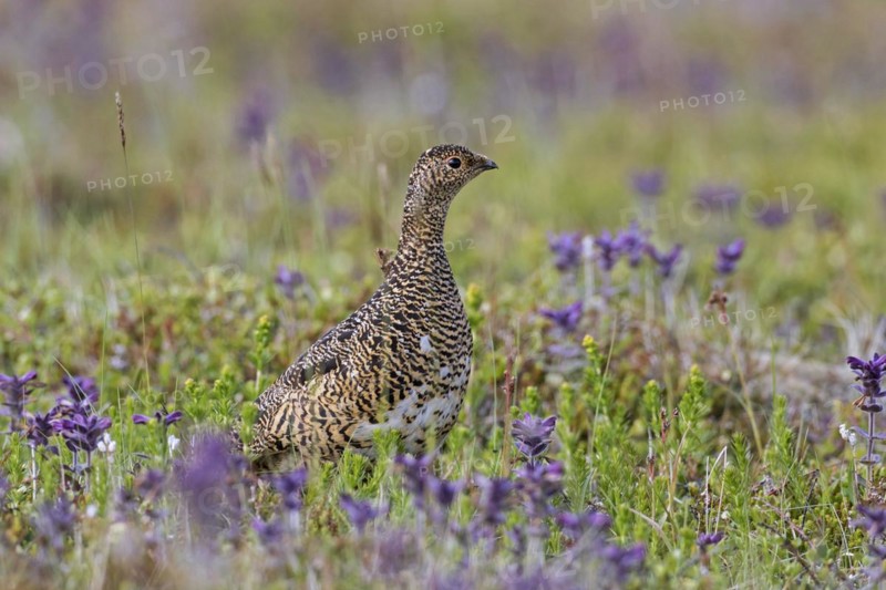 Icelandic rock ptarmigan