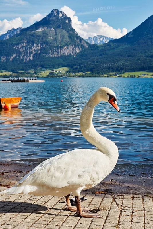 Mute Swan