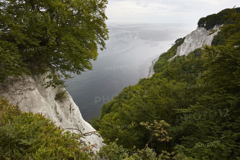 Chalk cliffs with beech forest on the Baltic coast
