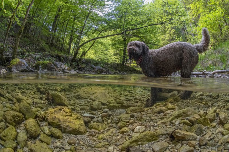 Underwater photo of a mountain stream in the Limestone Alps National Park with domestic dog Lagotto Romagnolo