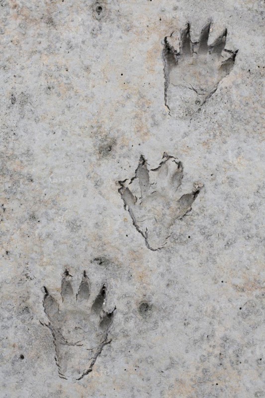 North American raccoon