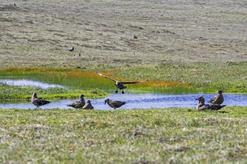 Great skuas