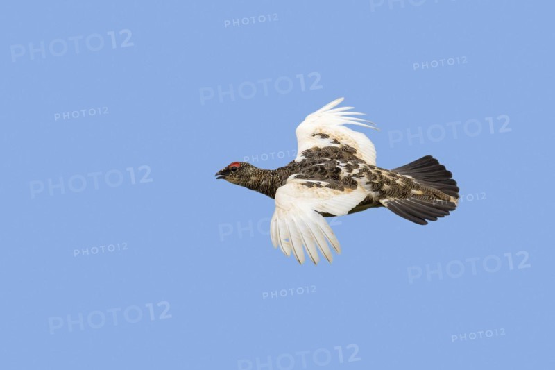 Icelandic rock ptarmigan