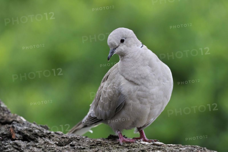 Eurasian collared dove