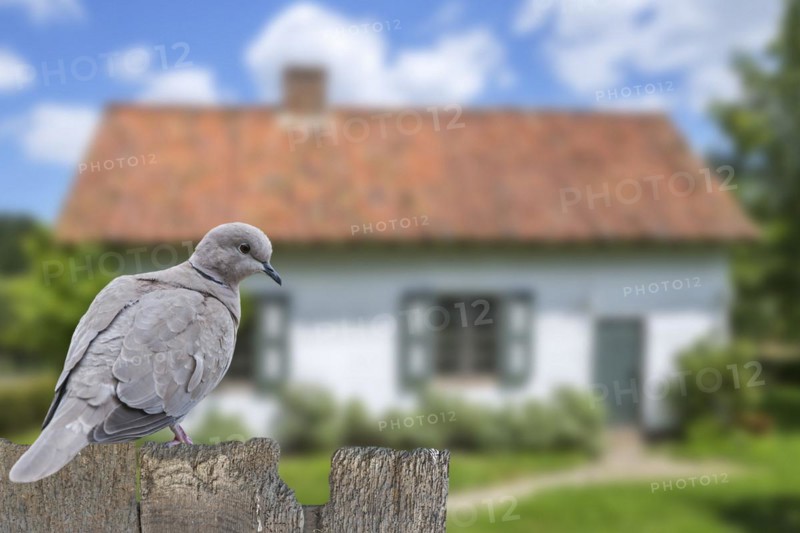 Eurasian collared dove