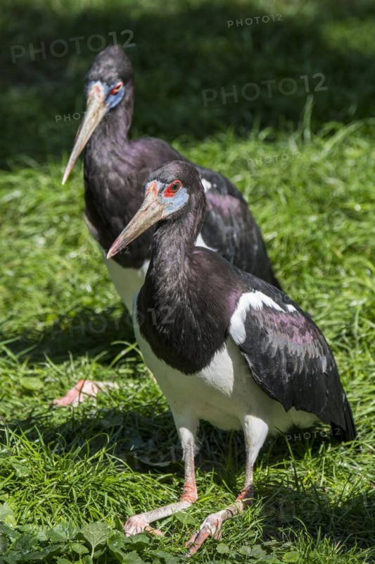 Abdim's stork