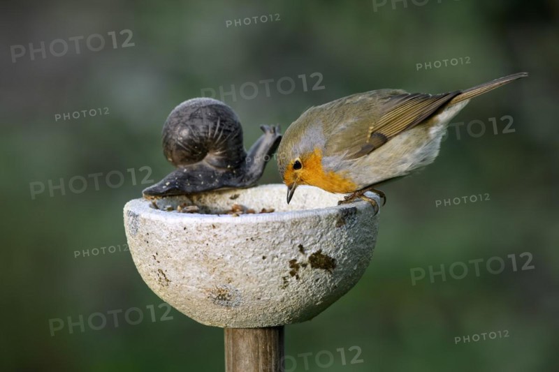 European robin