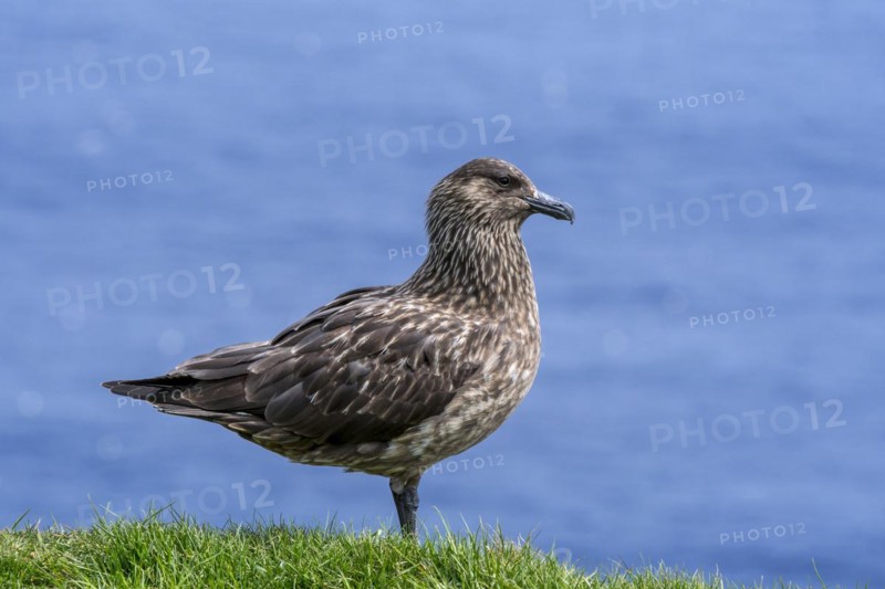 Great skua