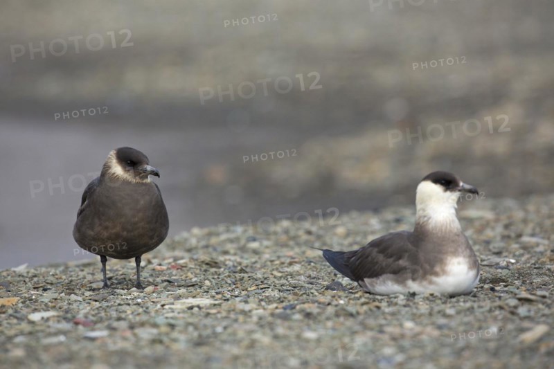 Two Arctic skuas