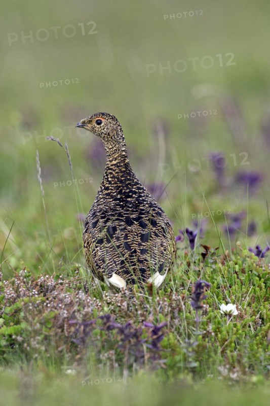Icelandic rock ptarmigan